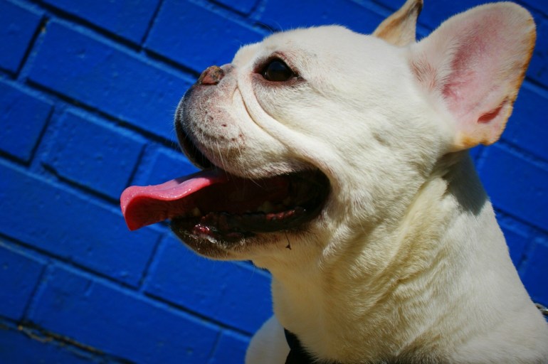 quincy blue background